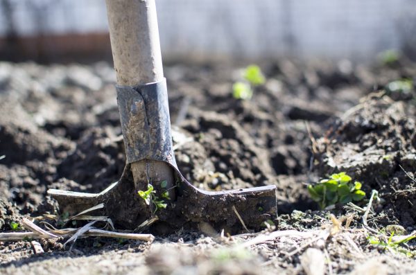 potager plantation photo 